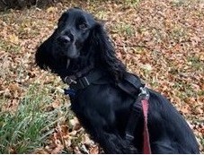 Keep Pets Safe and Calm this Bonfire Night